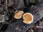 Sugaras likacsosgomba (Neofavolus alveolaris), Budai-hegység